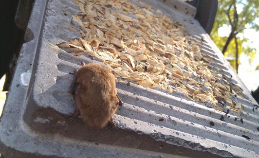 Caja-nido ocupada por un murciélago en un jardín de Murcia. 