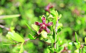 Cornical (&#039;Periploca angustifolia&#039;)