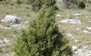 Sabina común (&#039;Juniperus phoenicia&#039;)