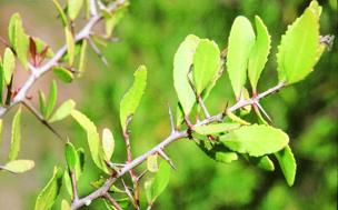 Arto (&#039;Maytenus senegalensis&#039;)