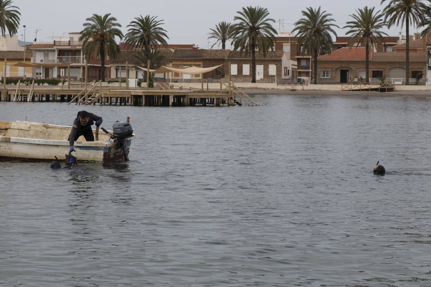 Fotos: Limpieza de residuos en el fondo del Mar Menor