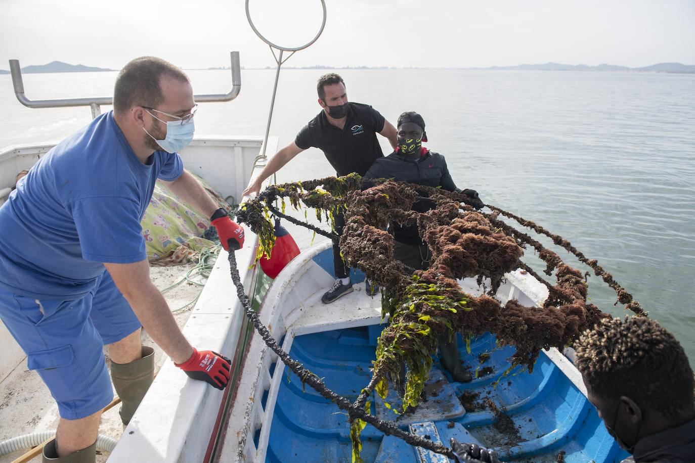 Fotos: Limpieza de residuos en el fondo del Mar Menor