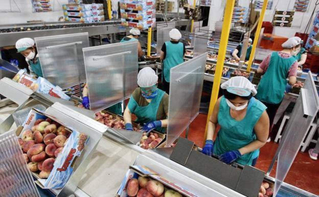 Varias trabajadoras en una fábrica de comercialización de fruta en Abarán. 