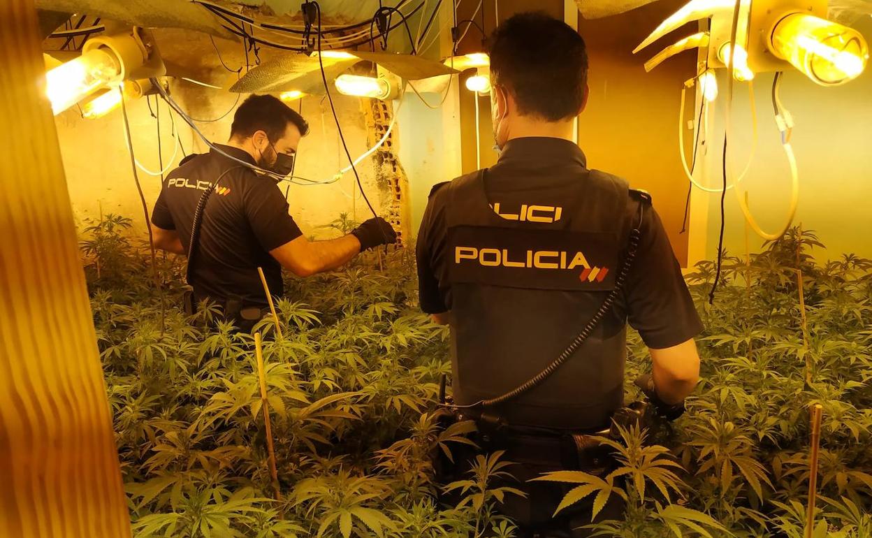 Dos agentes de la Policía Nacional en la plantación ilegal en Aljucer.