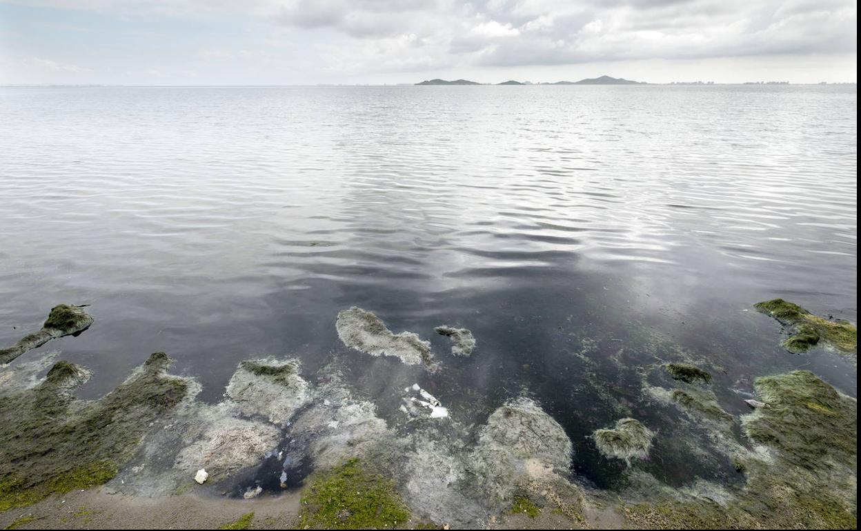 Orilla del Mar Menor con fango y algas en Los Urrutias (Cartagena). 