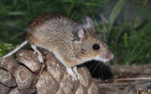 Ratón de campo (&#039;Apodemus sylvaticus&#039;)