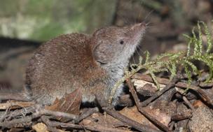 Musaraña gris (&#039;Crocidura russula&#039;)