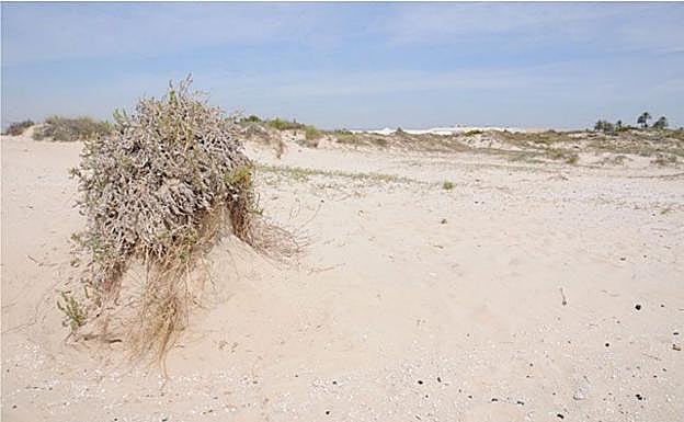 Estado degradado de las dunas de La Llana antes de la actuación. 