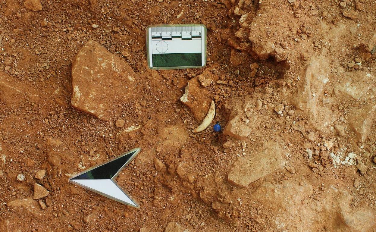 Canino de lince ibérico hallado en Quibas.