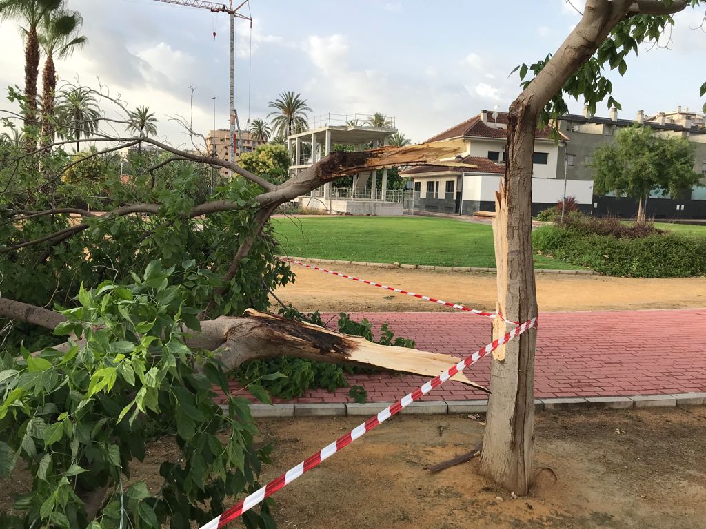 Un árbol caído en Murcia, este jueves.