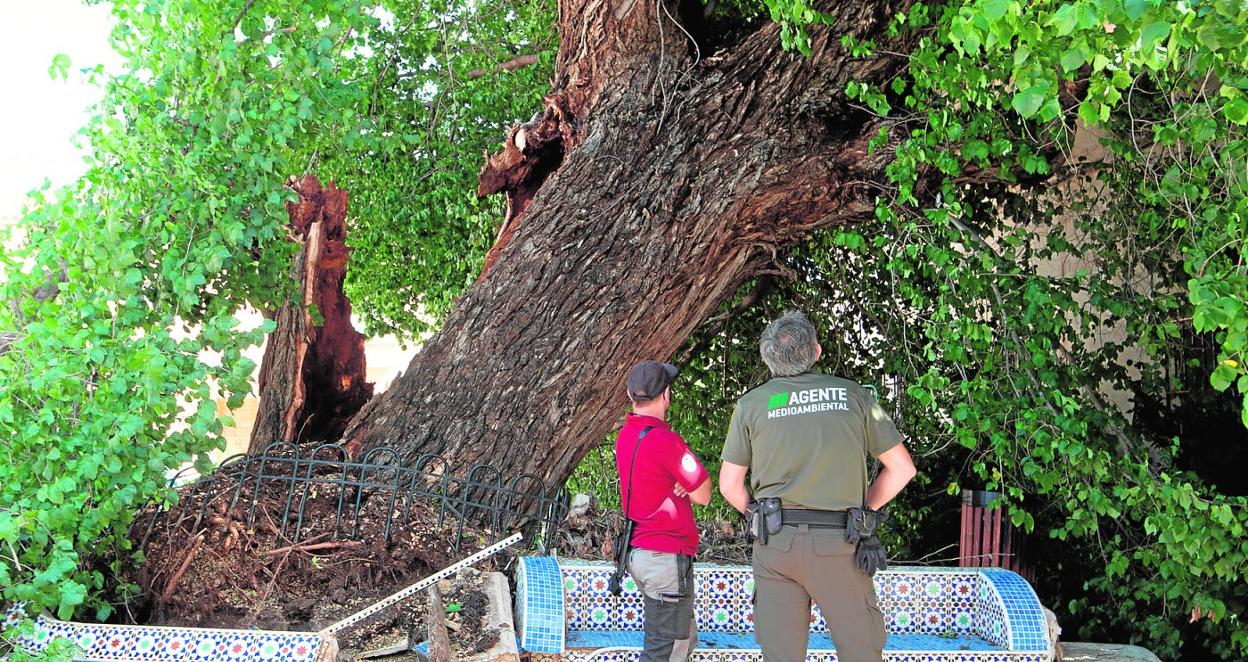 El olmo del Lavador de Librilla, el más grande de su especie en la Región y con 149 años, resultó gravemente dañado por el viento. 