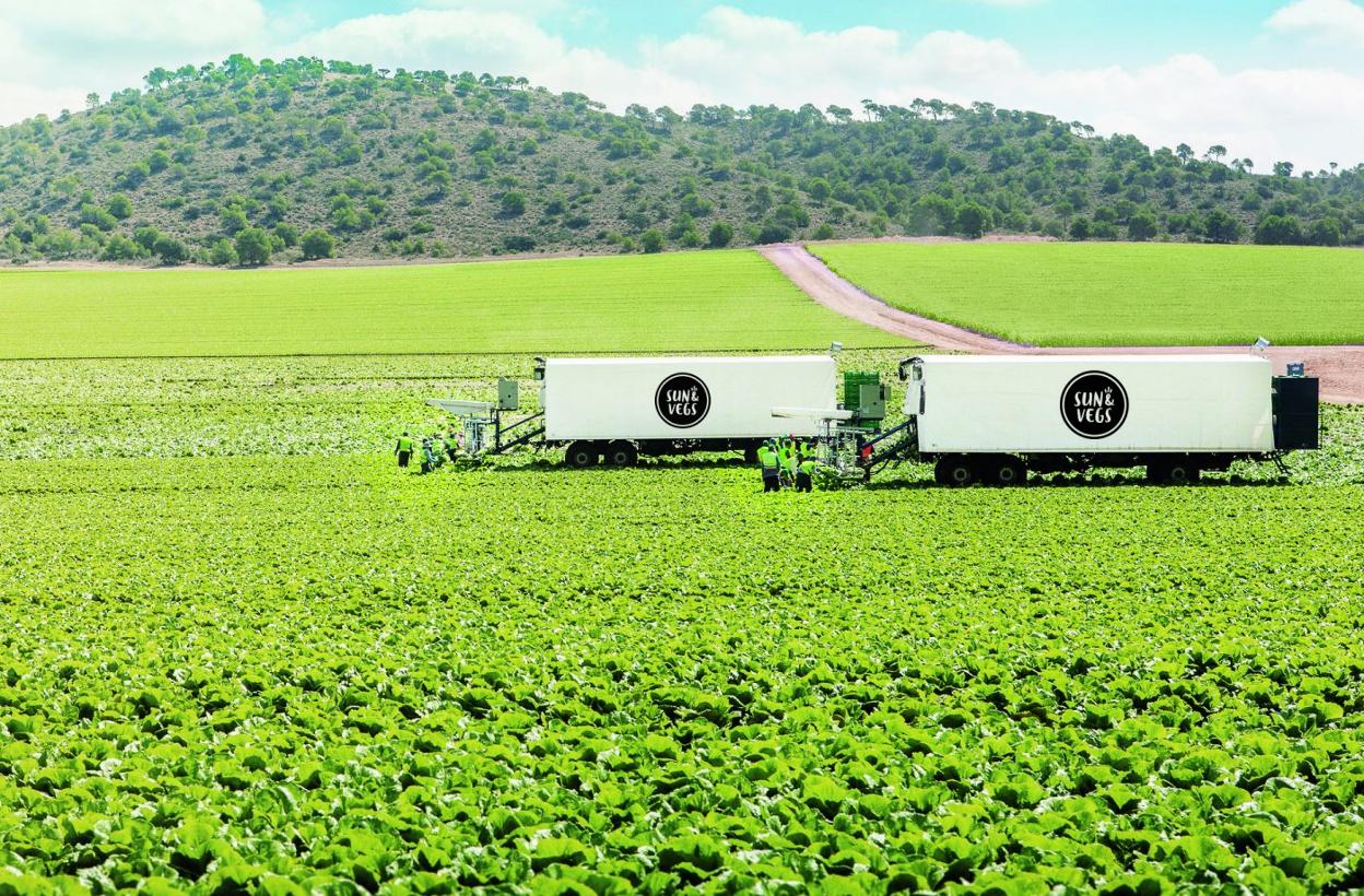 Tareas de recolección en una de las 21 fincas de Agromediterránea. 