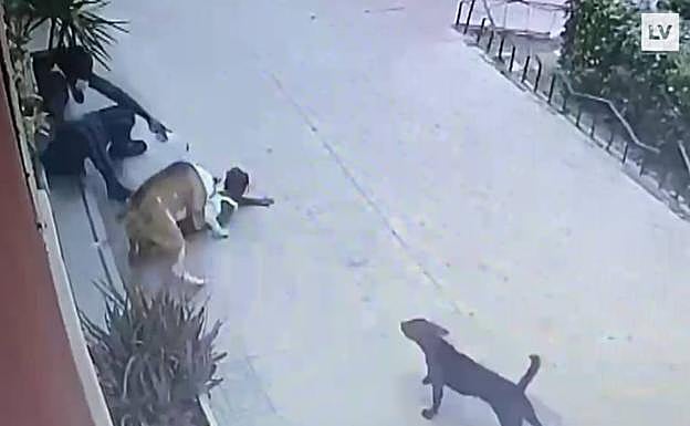 El american stafford ataca a la niña.