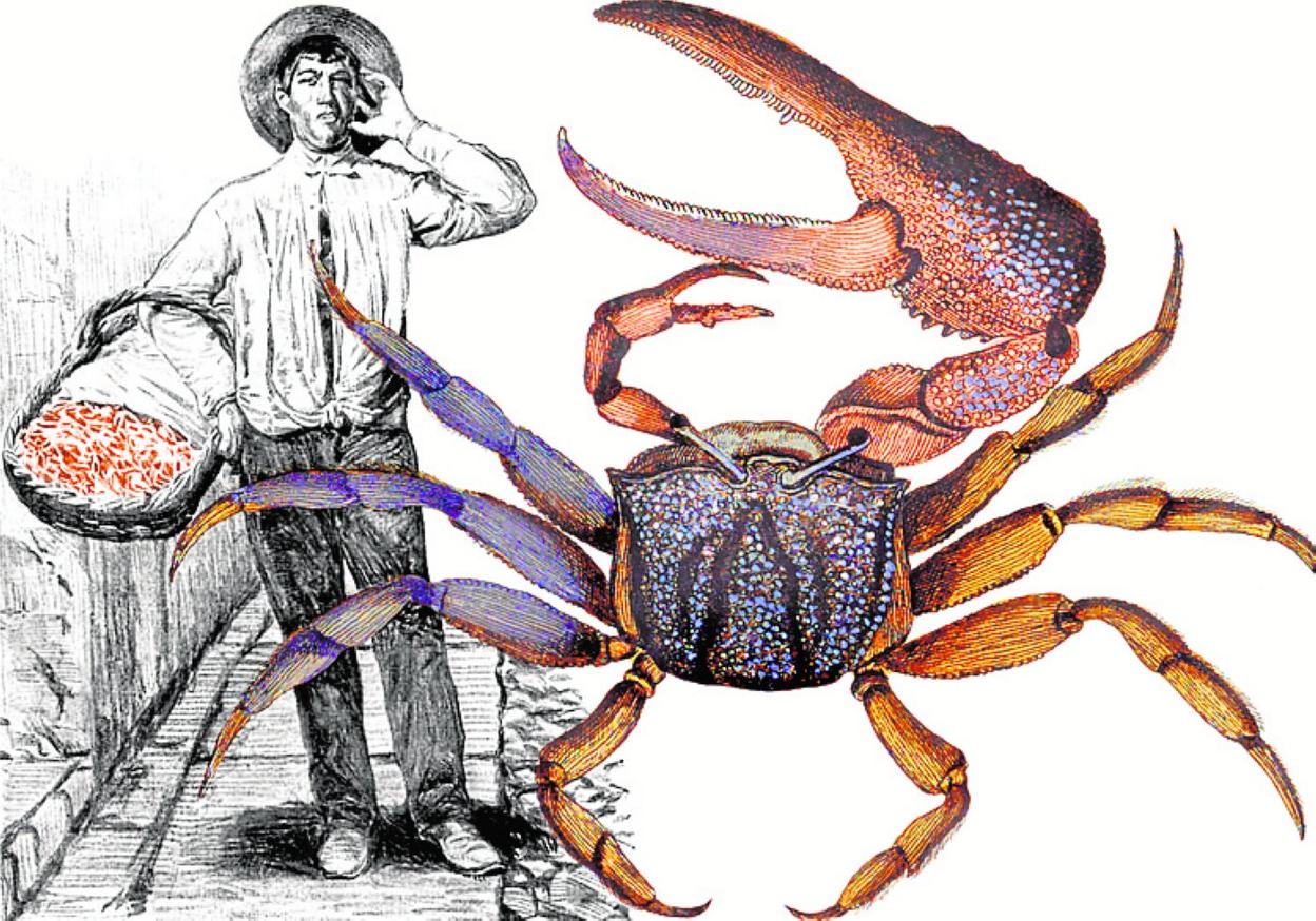 Ilustración de un cangrejo violinista y dibujo de un vendedor de bocas.