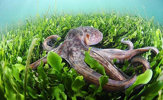 Un pulpo posado encima de algas de la especie 'Caulerpa prolifera'.