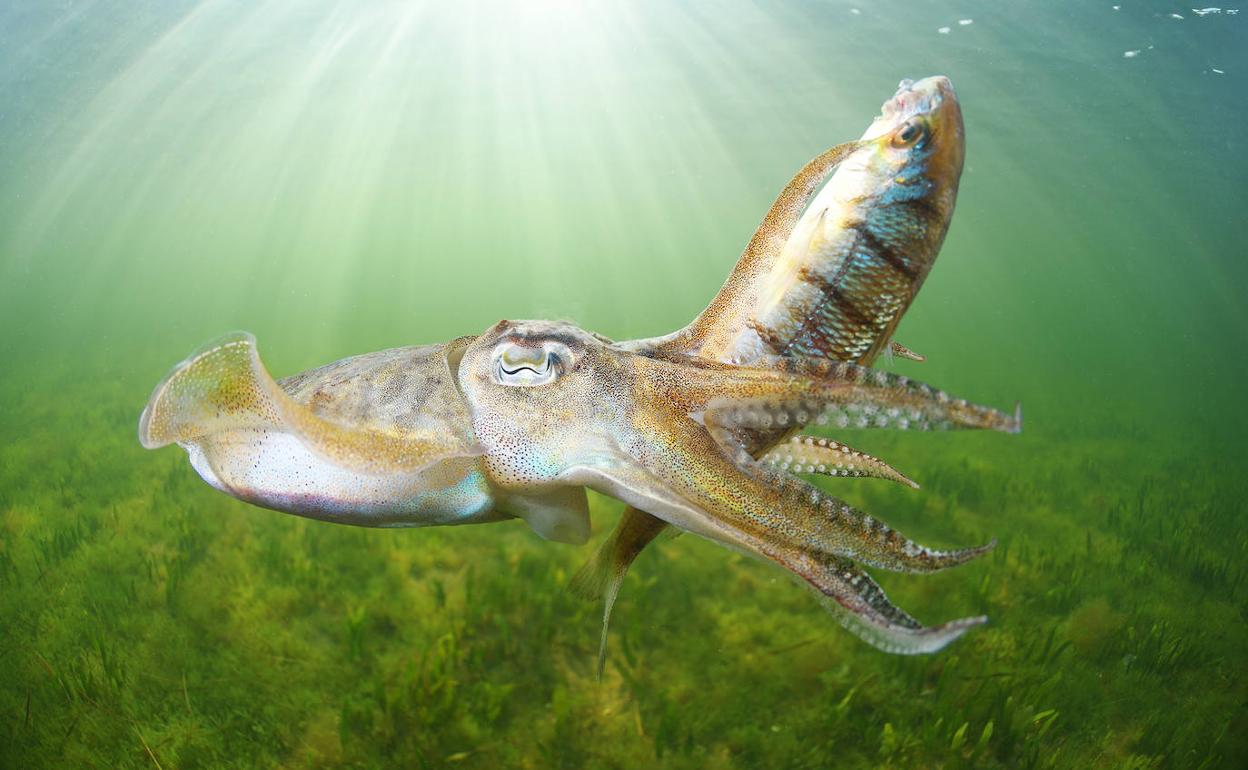 Una sepia atrapa un magre en el Mar Menor.