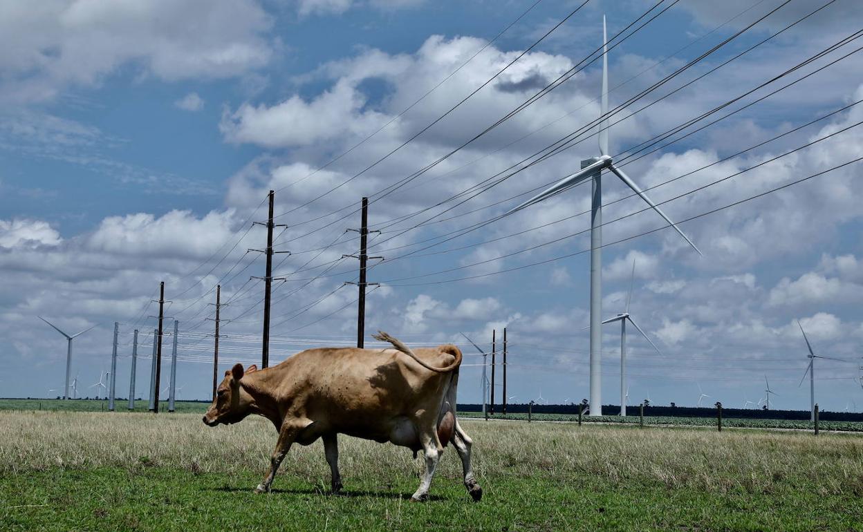 Una vaca en una imagen de archivo. 