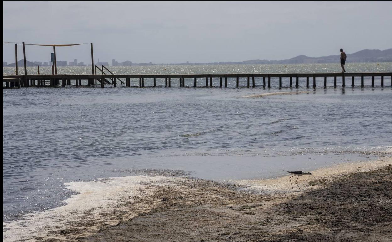 Un ave picotea en los secos que cubren la primera línea de playa en Punta Brava, hace unos días; al fondo, un hombre camina por uno de los nuevos balnearios. 