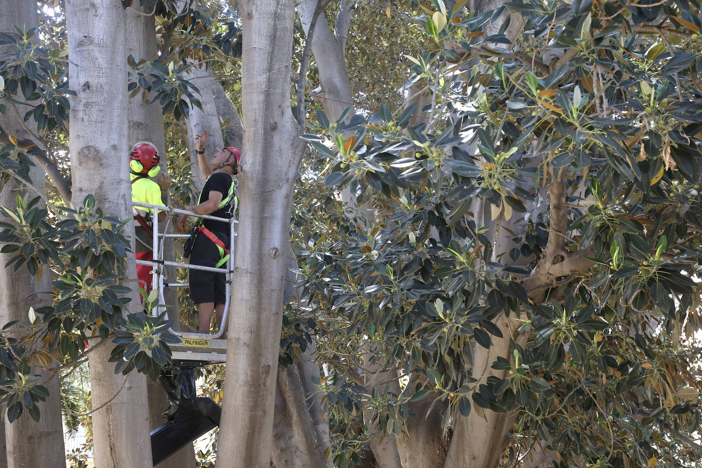 Fotos: Chequeo a los grandes ficus de Murcia