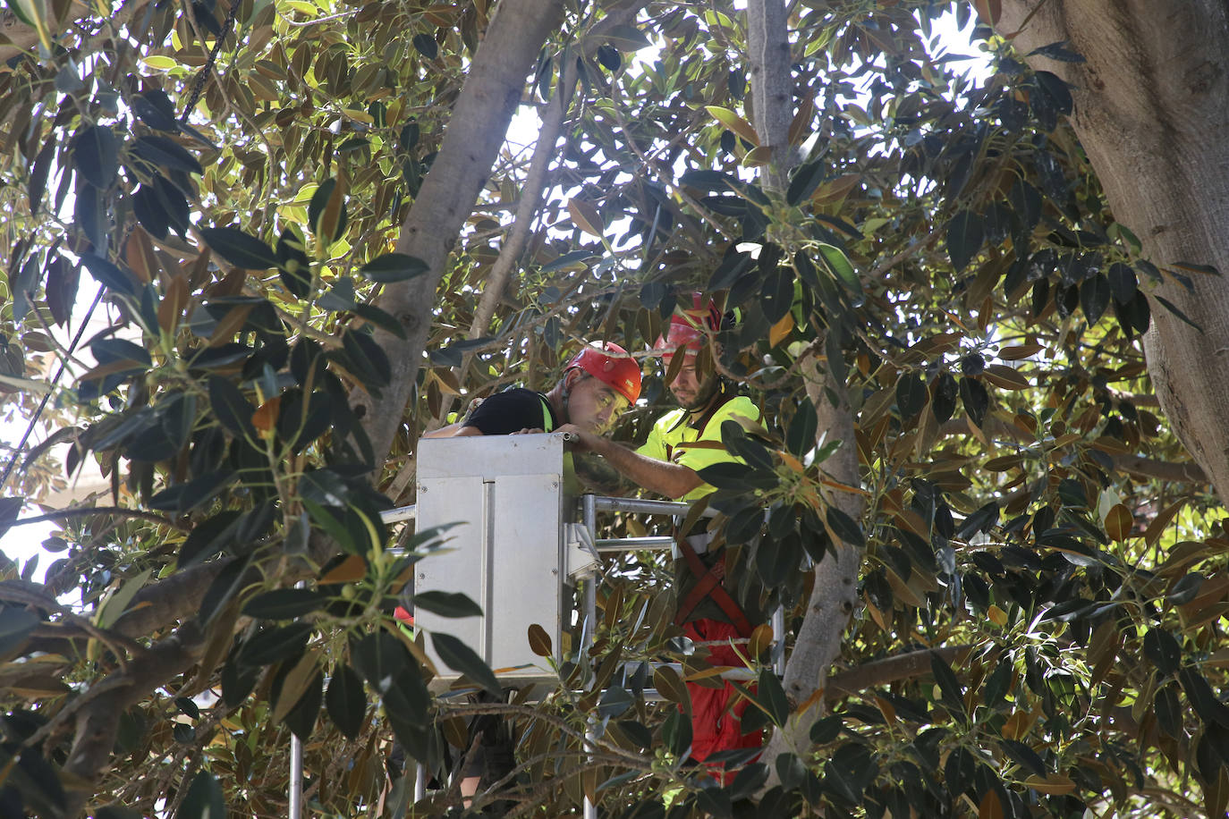 Fotos: Chequeo a los grandes ficus de Murcia