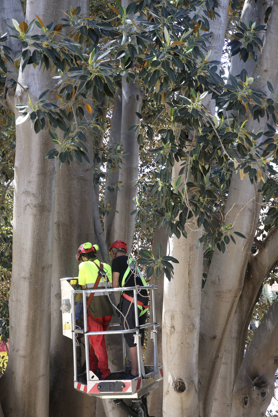 Fotos: Chequeo a los grandes ficus de Murcia