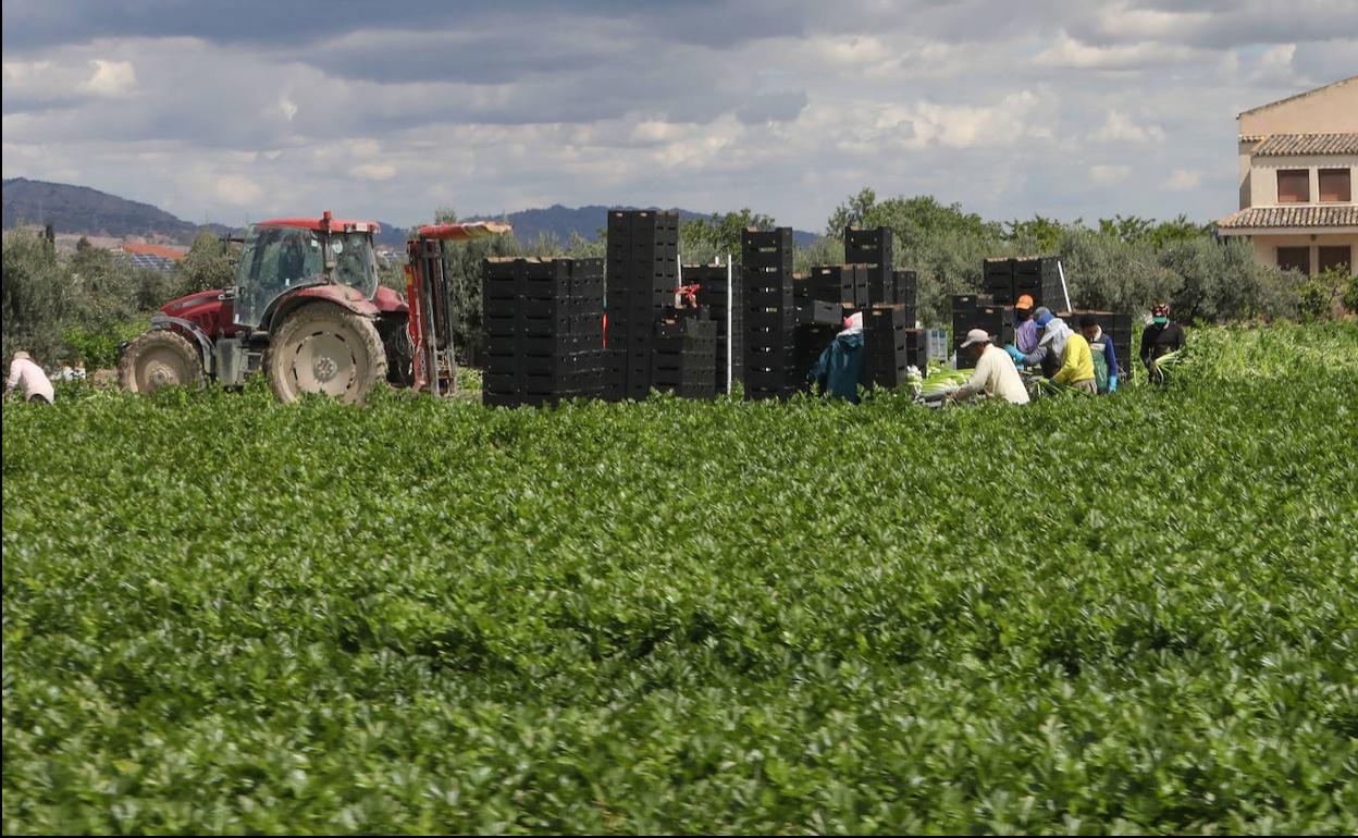 Imagen de archivo de trabajadores agrícolas faenando en una finca de la Región de Murcia. 