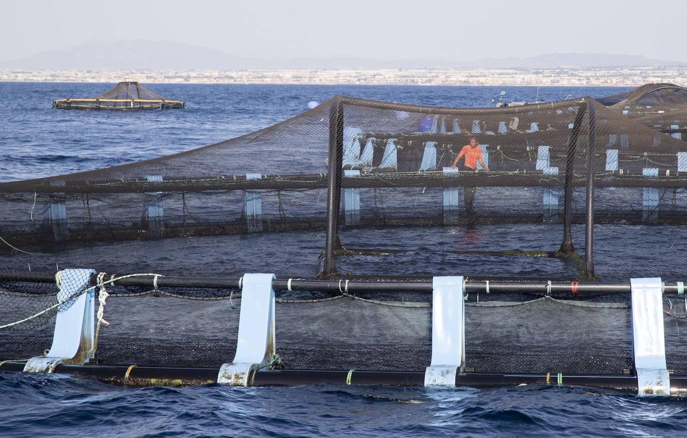 Fotos: Viveros marinos de doradas y lubinas en San Pedro