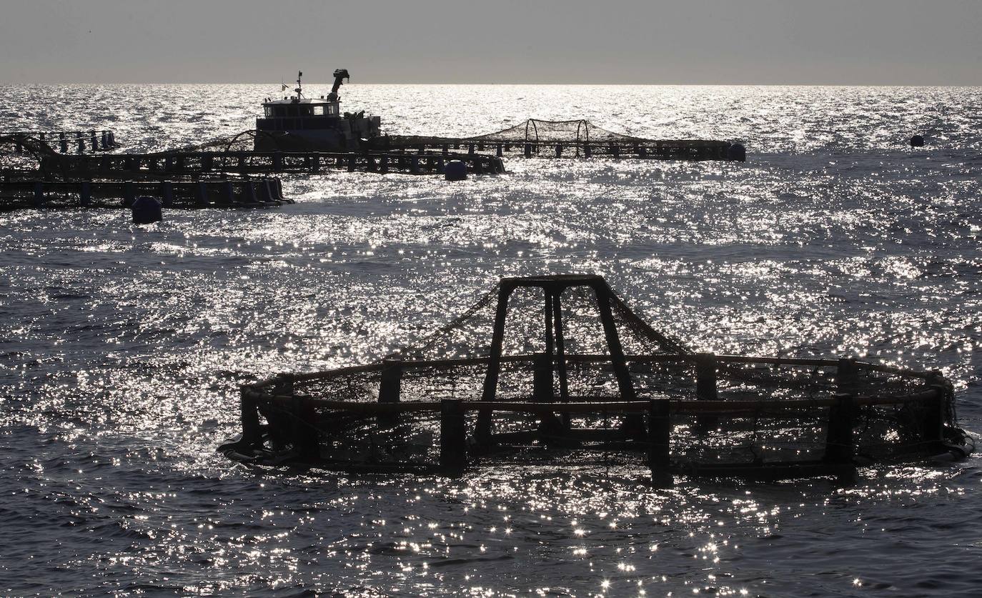 Fotos: Viveros marinos de doradas y lubinas en San Pedro