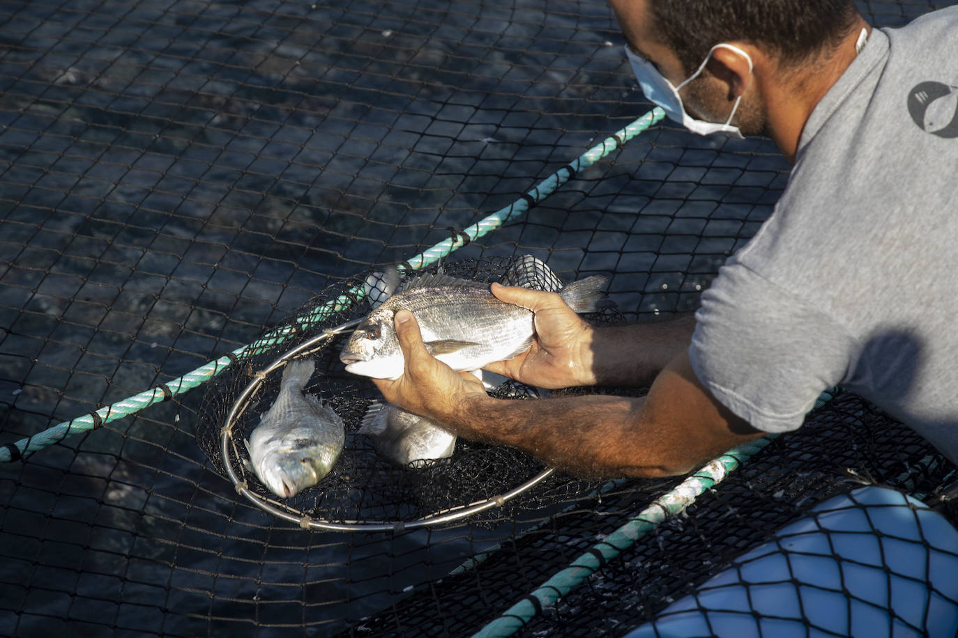 Fotos: Viveros marinos de doradas y lubinas en San Pedro