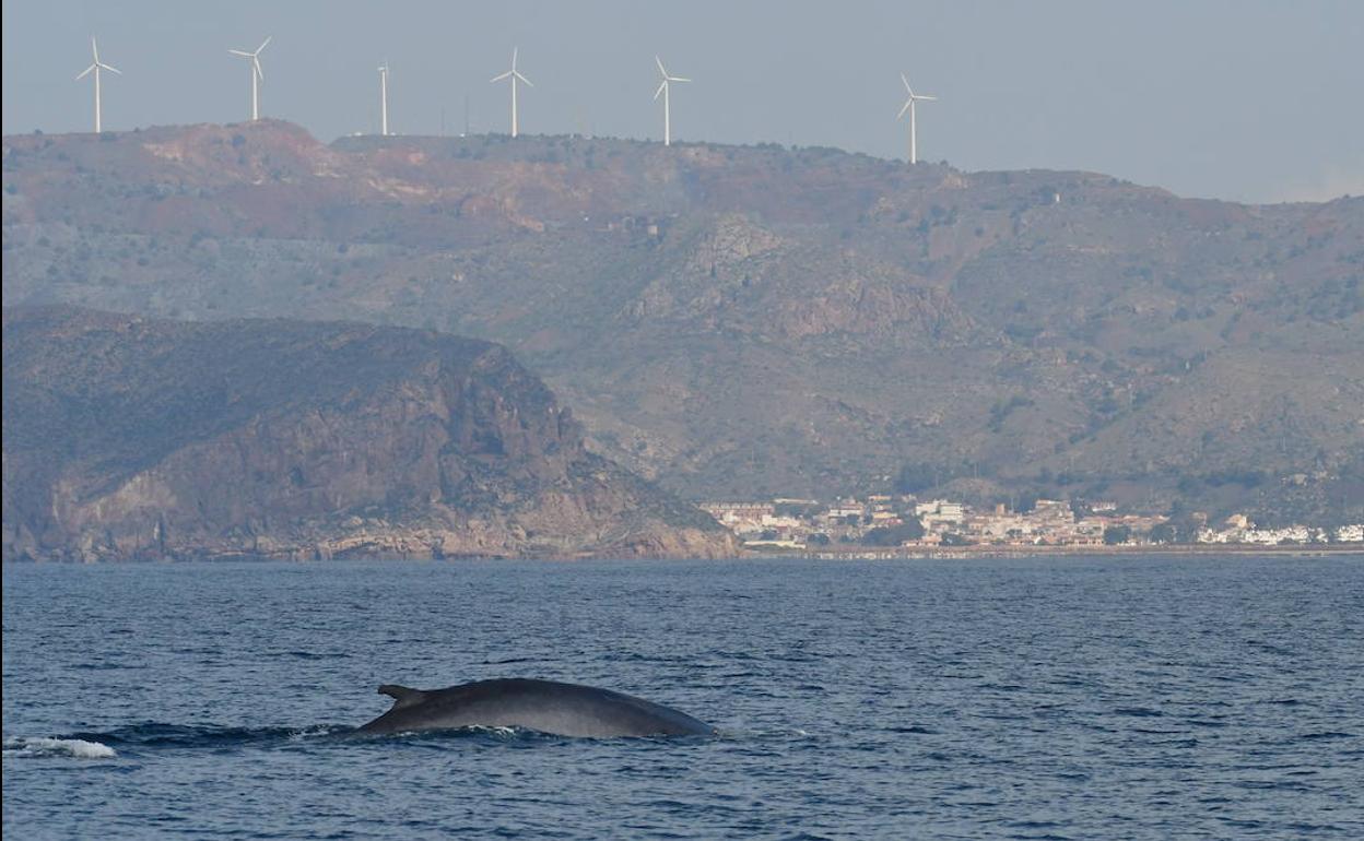 Un rorcual común deja ver su aleta dorsal frente a Portmán y la Sierra Minera, en el litoral de Cartagena y La Unión.