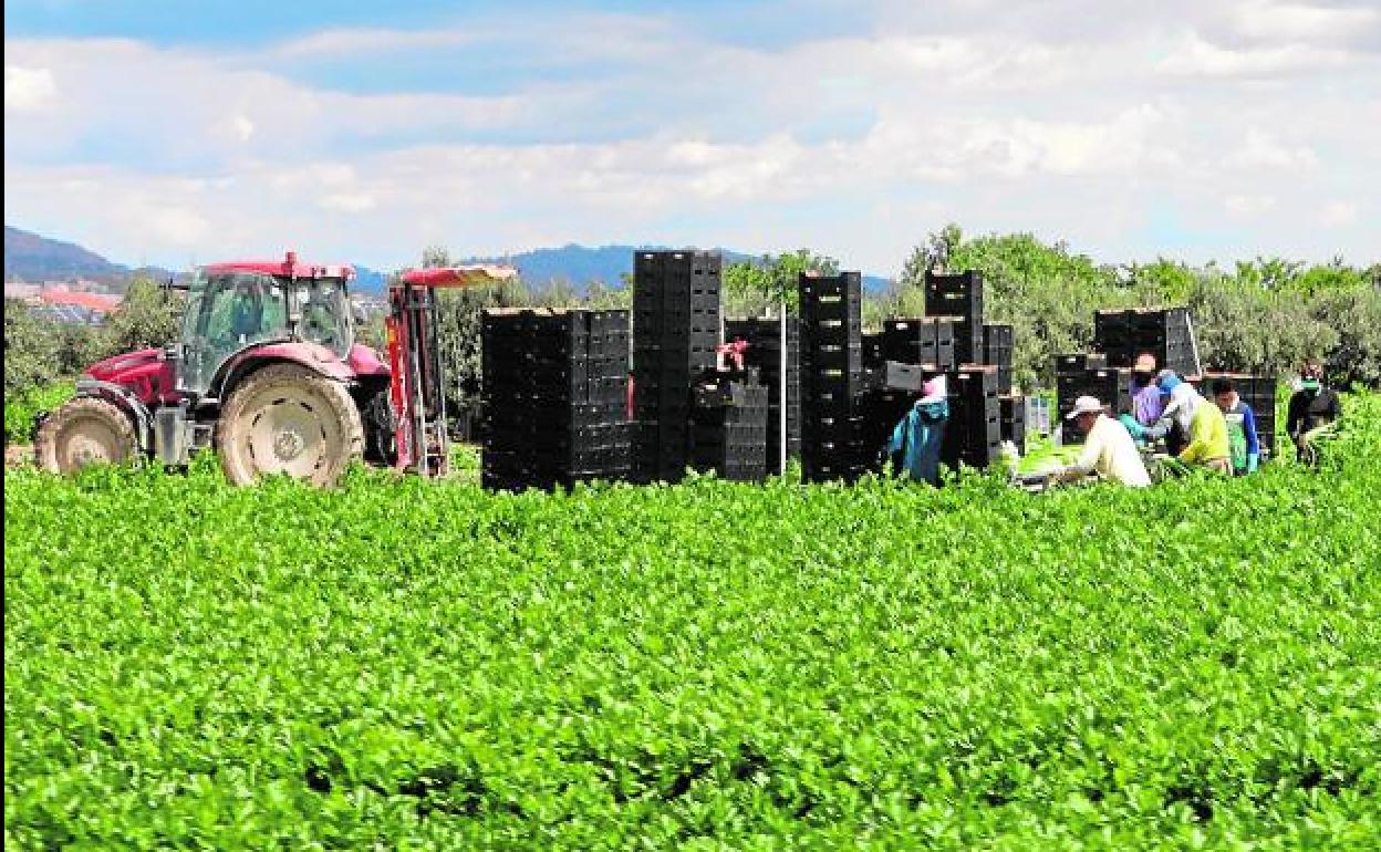 Trabajadores agrícolas en un cultivo en Lorca, en una imagen de archivo. 