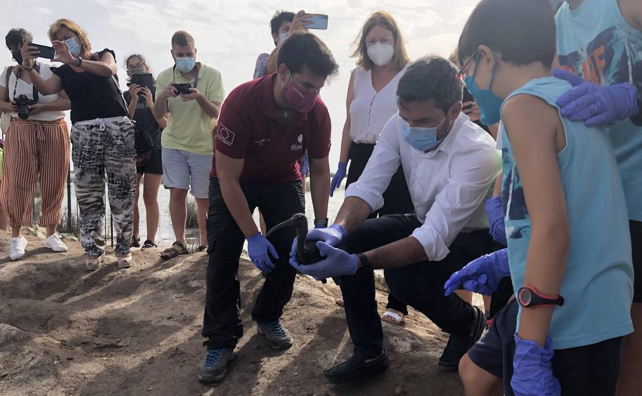 Liberación de dos ejemplares de morito común en el Parque Regional de las Salinas de San Pedro.