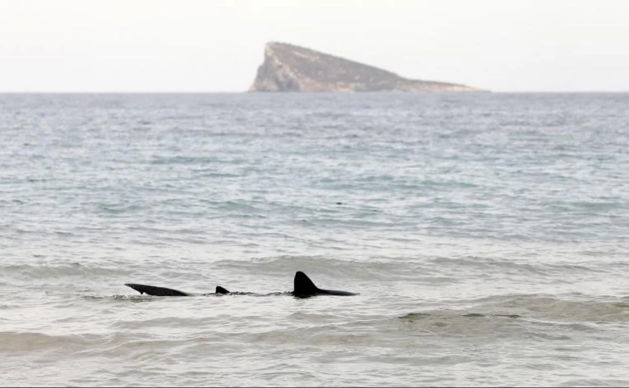 Un tiburón sorprende a los bañistas en Benidorm | La Verdad