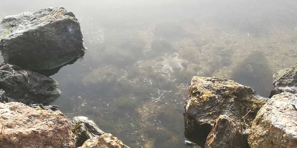 Fotos: Aparecen cientos de peces muertos en la ribera sur del Mar Menor