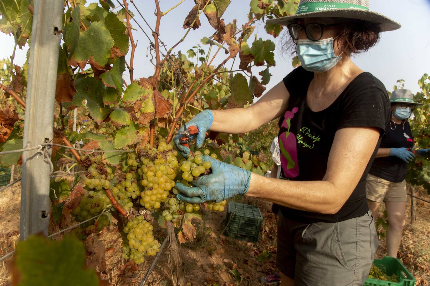 Fotos: Estudiantes y profesores voluntarios vendimian 6.000 kilos de uva en los viñedos de la UPCT