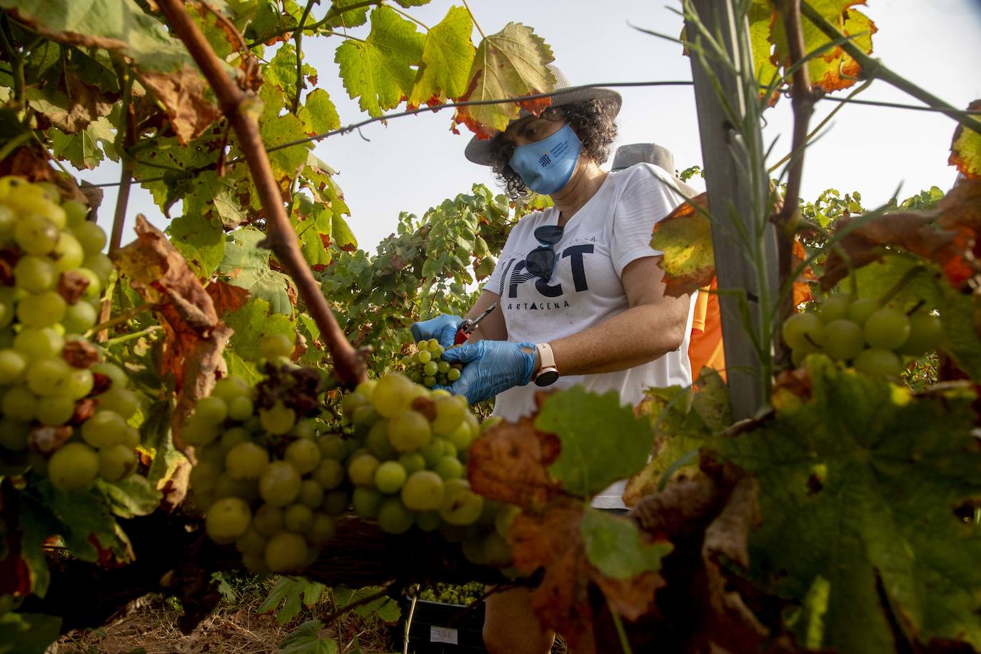 Fotos: Estudiantes y profesores voluntarios vendimian 6.000 kilos de uva en los viñedos de la UPCT