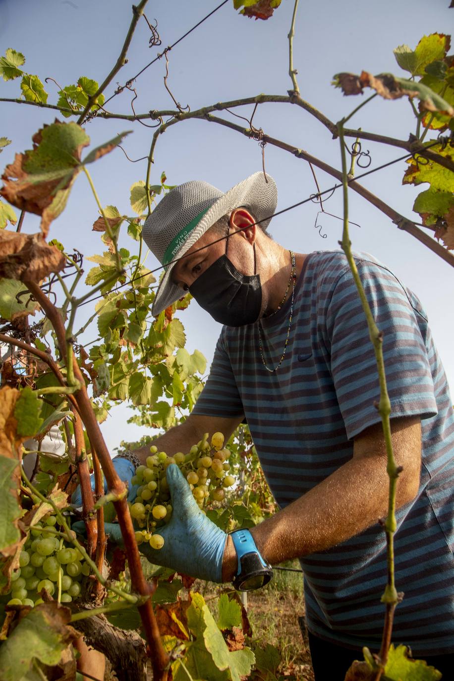 Fotos: Estudiantes y profesores voluntarios vendimian 6.000 kilos de uva en los viñedos de la UPCT