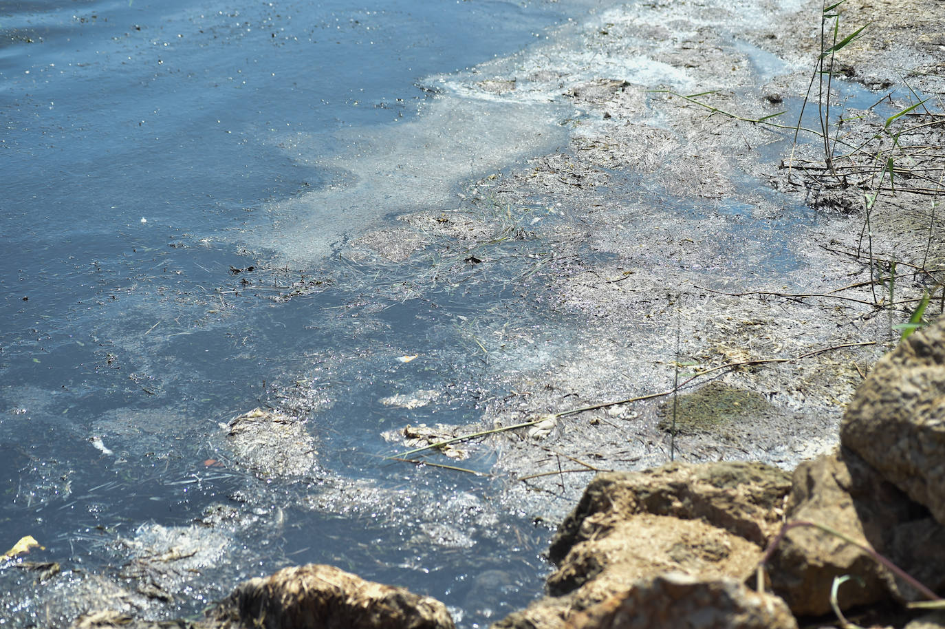Fotos: Vecinos y turistas, «de luto» por la crisis del Mar Menor