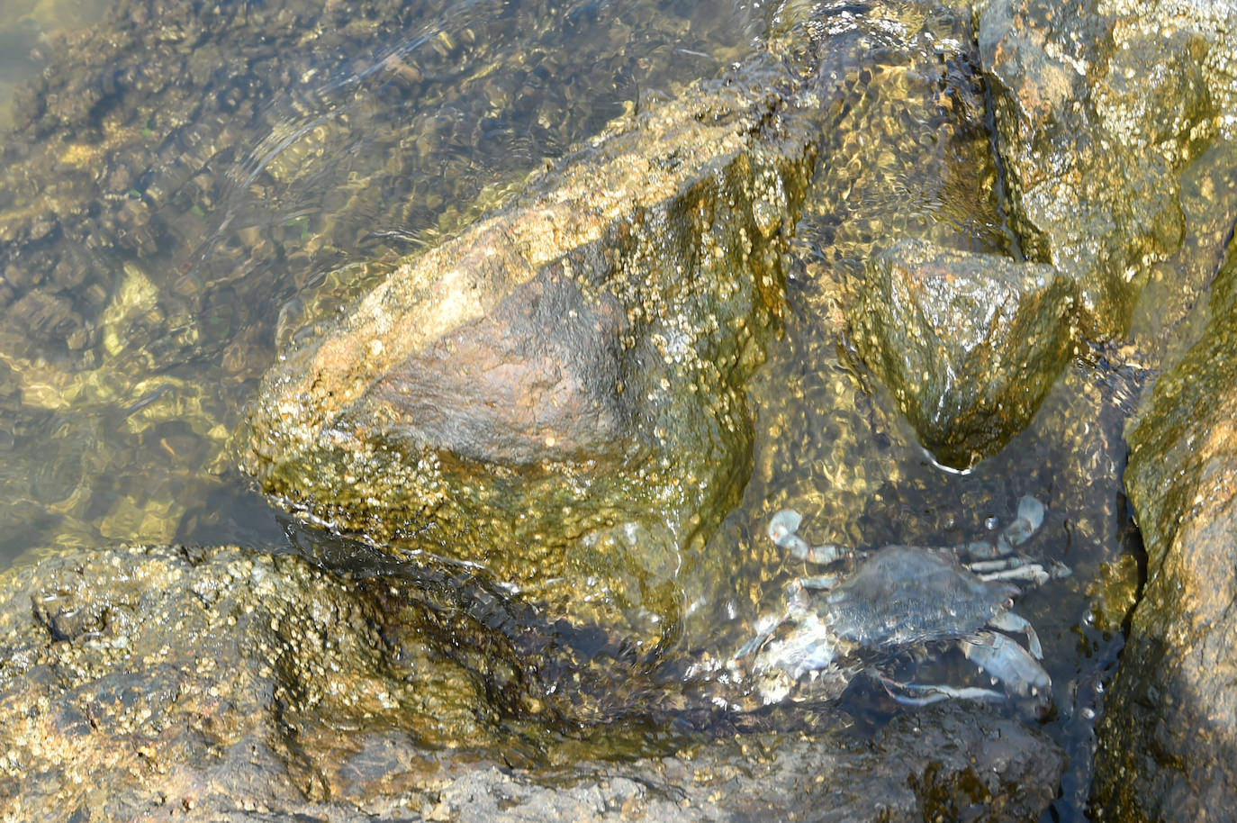 Fotos: Vecinos y turistas, «de luto» por la crisis del Mar Menor