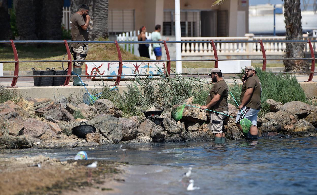 Una brigada de limpieza seguía este martes retirando peces muertos en Islas Menores, junto al paseo marítimo, donde los vecinos se quejan del fuerte y desagradable hedor.