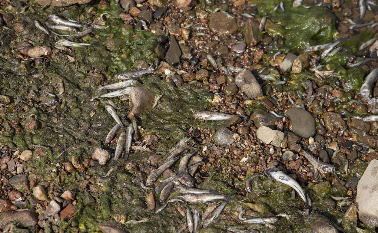 Peces muertos a orillas del Mar Menor. 