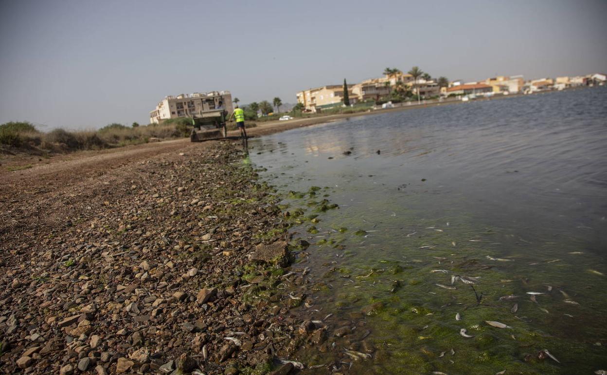 Peces muertos en el Mar Menor, este lunes. 