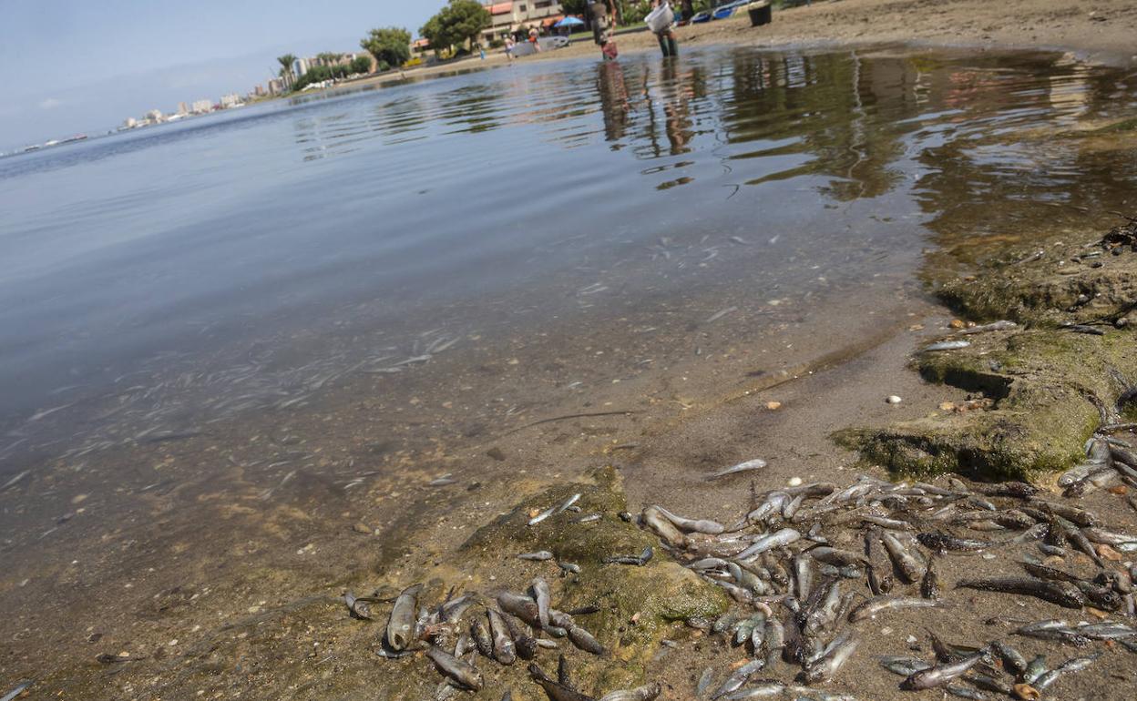 Peces muertos encontrados en La Manga, este miércoles.