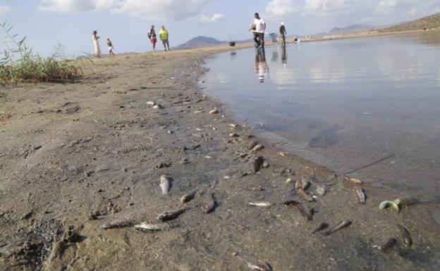 Restos de peces hallados este jueves en Isla del Ciervo, en La Manga.