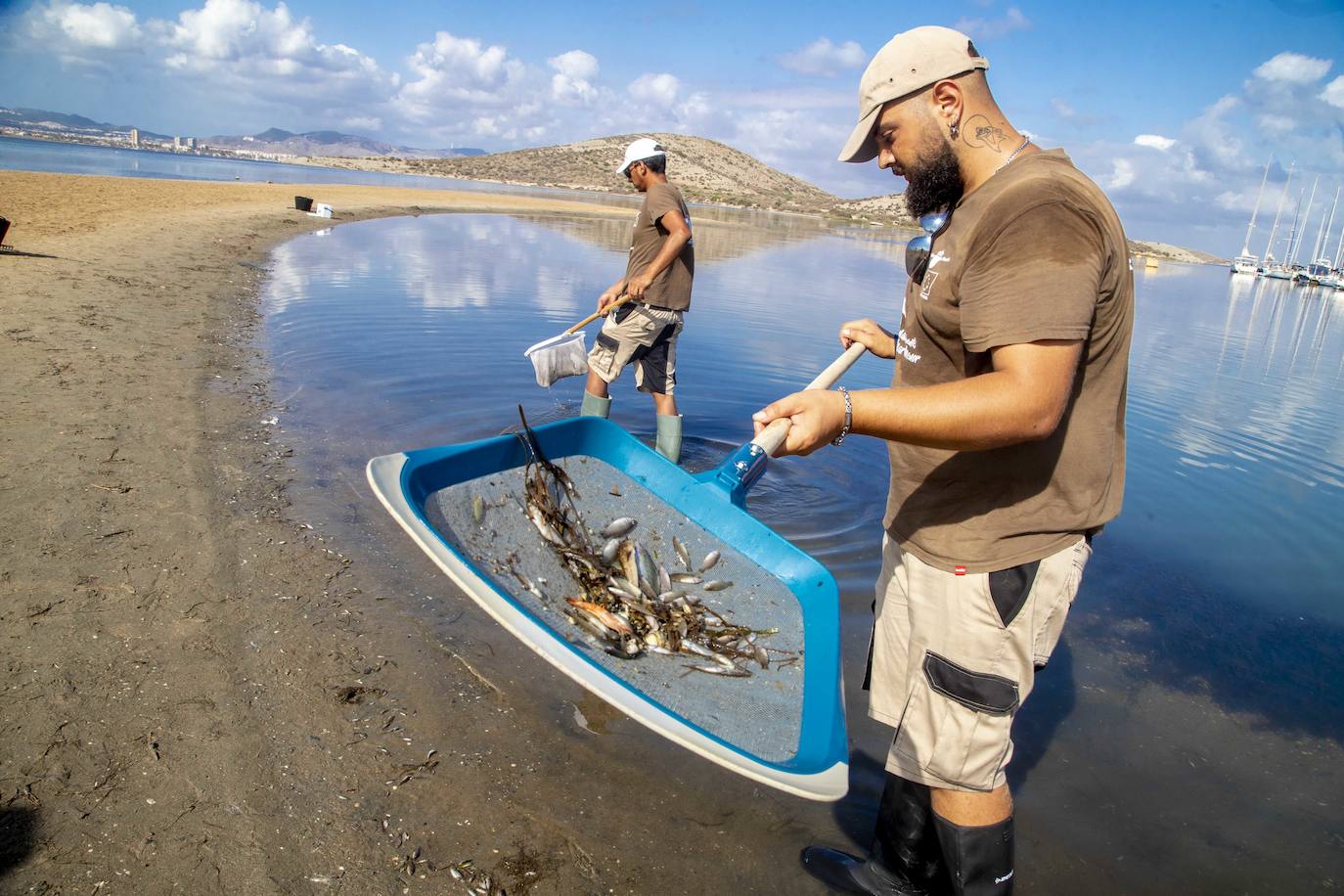 Fotos: Limpieza de peces muertos en la playa de la Isla del Ciervo