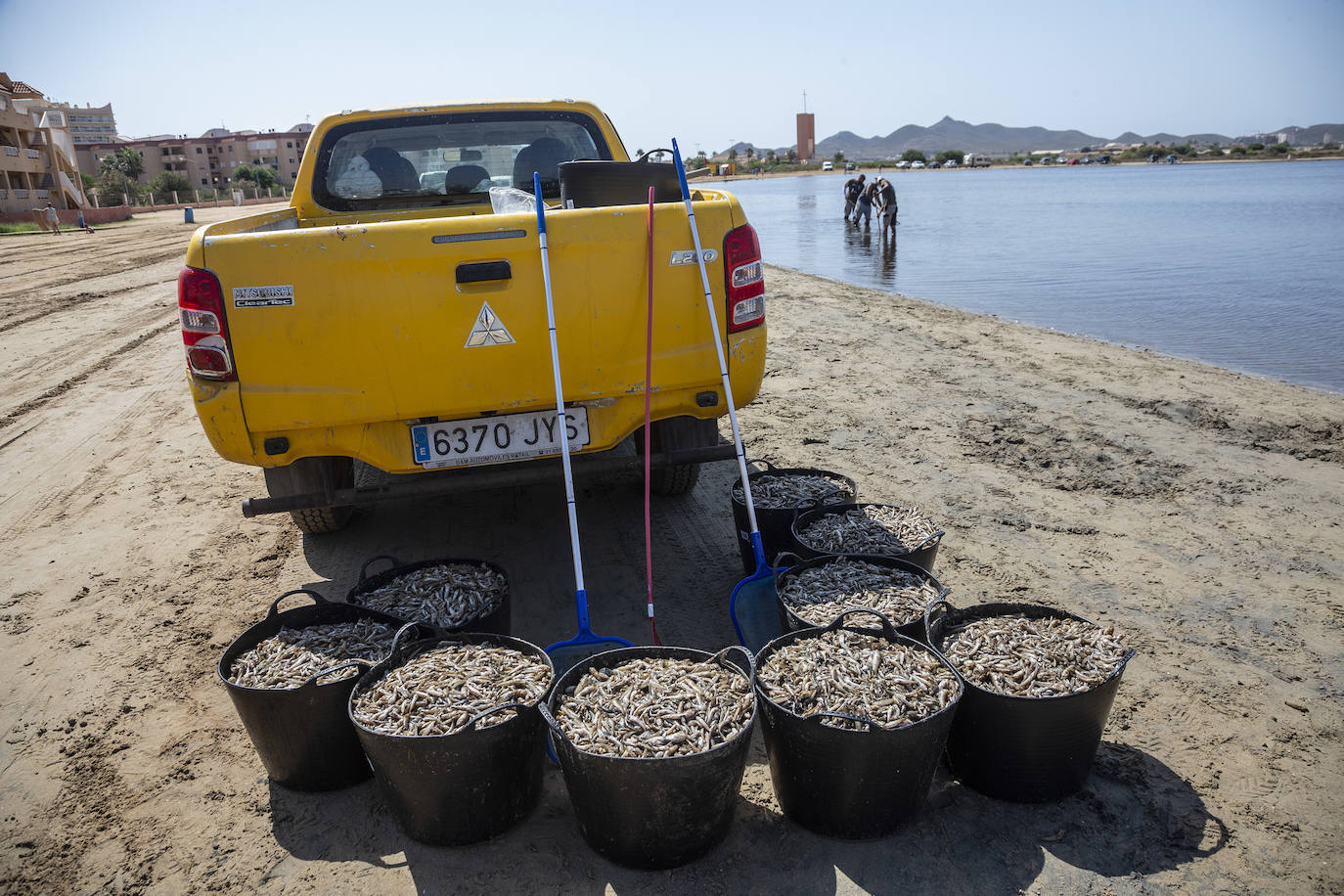 Fotos: Hallan por quinto día consecutivo peces muertos en varias playas de La Manga