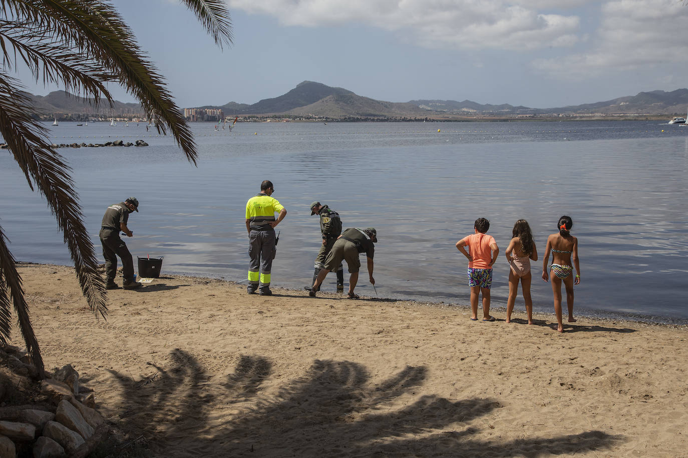 Fotos: Hallan por quinto día consecutivo peces muertos en varias playas de La Manga