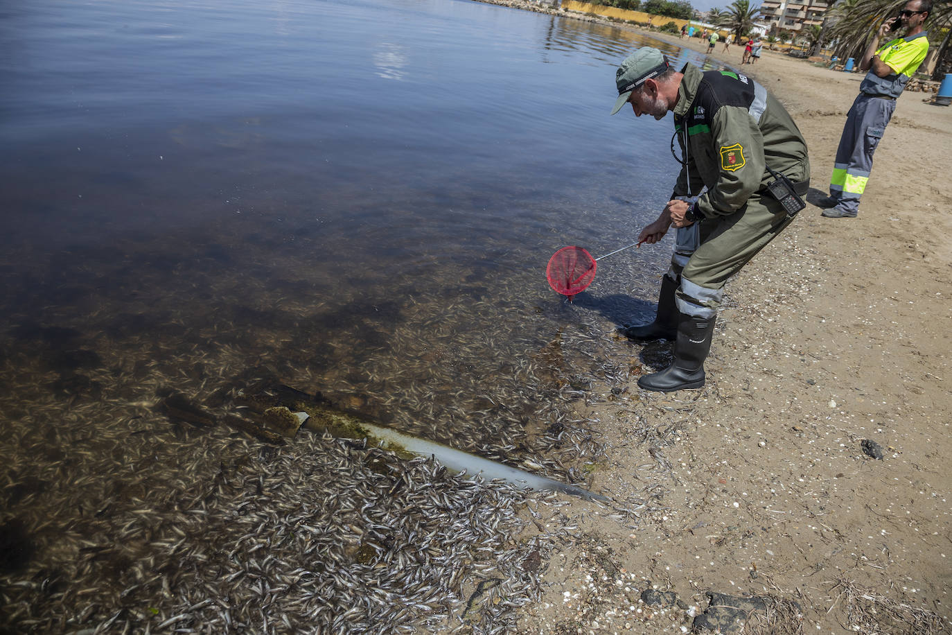 Fotos: Hallan por quinto día consecutivo peces muertos en varias playas de La Manga