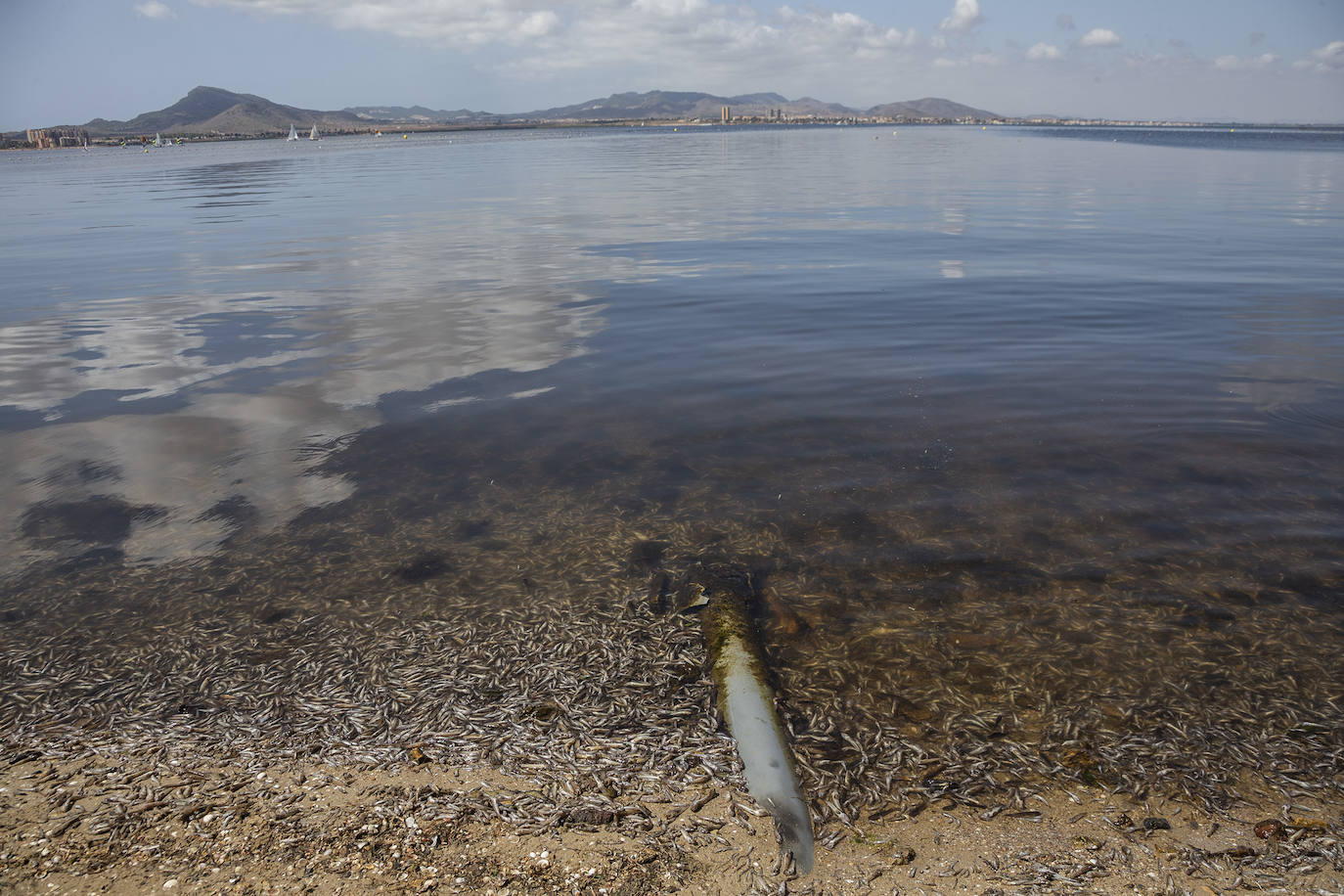 Fotos: Hallan por quinto día consecutivo peces muertos en varias playas de La Manga
