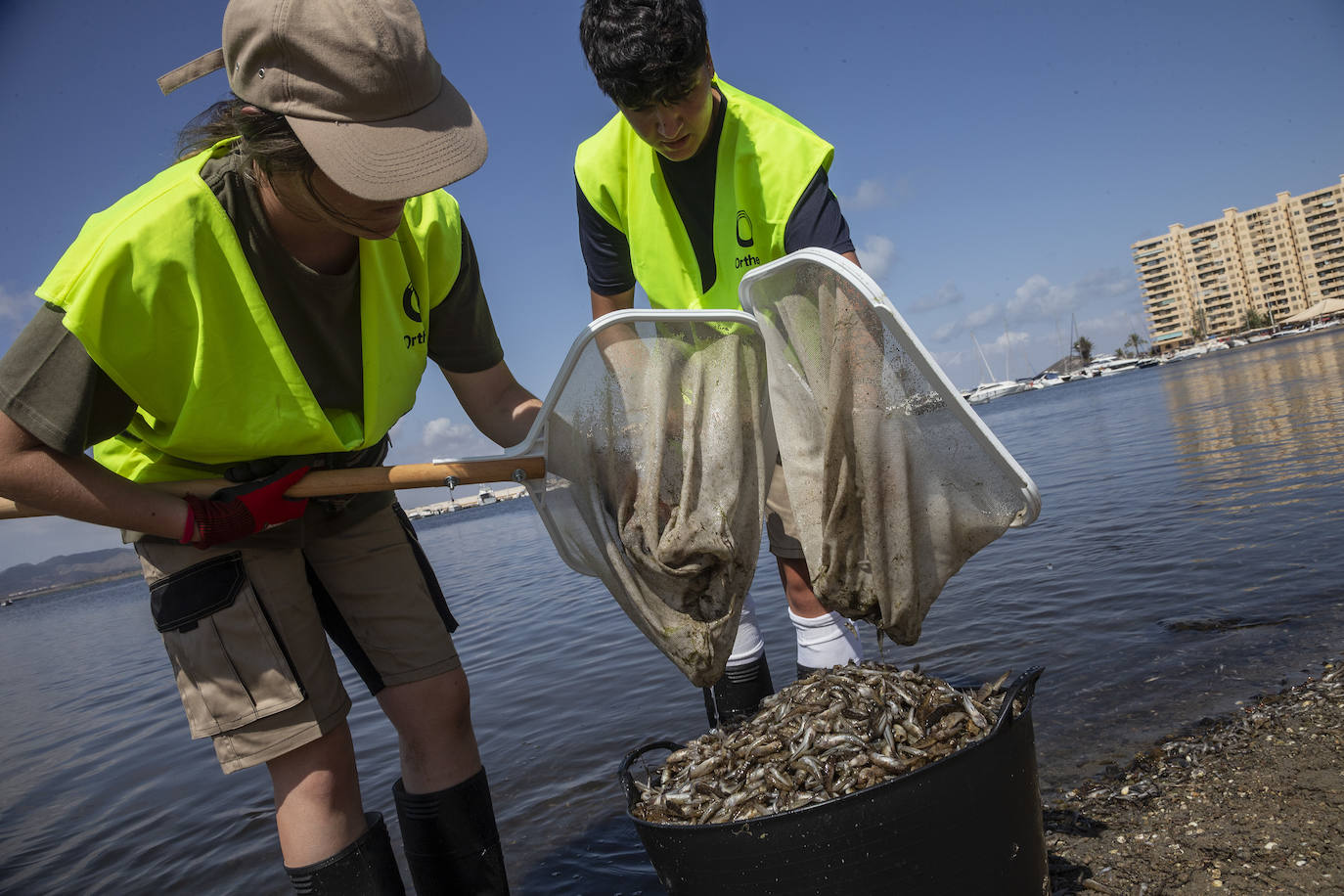 Fotos: Hallan por quinto día consecutivo peces muertos en varias playas de La Manga